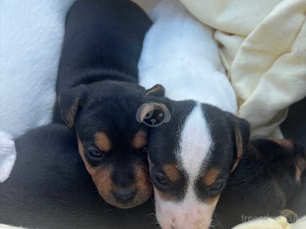 Jack Russells for sale in Poole, Dorset