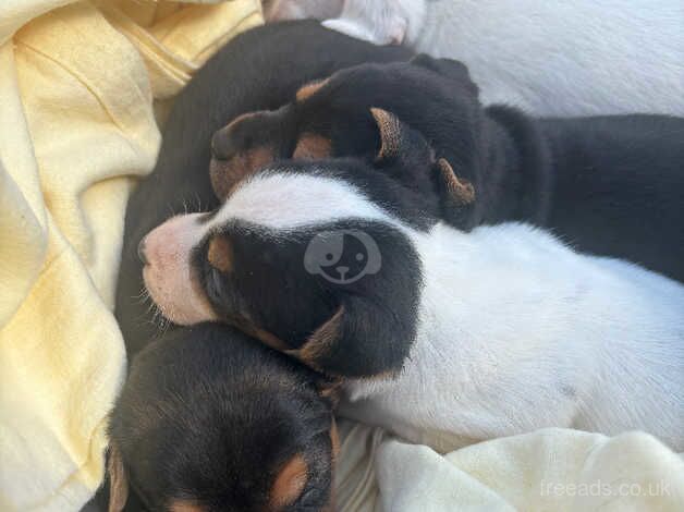 Jack Russell Puppies for sale in Dorset