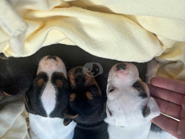 Jack Russell Puppies for sale