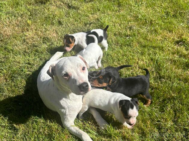 Jack Russell for sale in Poole, Dorset - Image 5