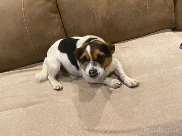 Jack Russell for sale in Scunthorpe, Lincolnshire