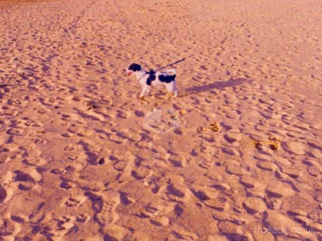 Jack Russell for sale in Stoke-on-Trent, Staffordshire - Image 1