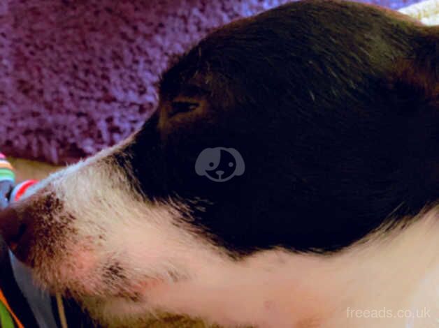 Jack Russell for sale in Stoke-on-Trent, Staffordshire - Image 3