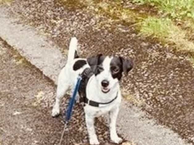 Jack Russell for sale in Stoke-on-Trent, Staffordshire - Image 5