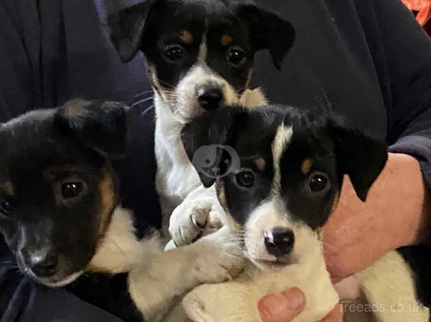 Jack Russell for sale in Swansea/Abertawe, Swansea