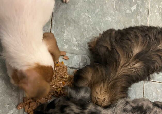 Jack Russell Terrier Puppies for sale in Waterlooville, Hampshire - Image 2