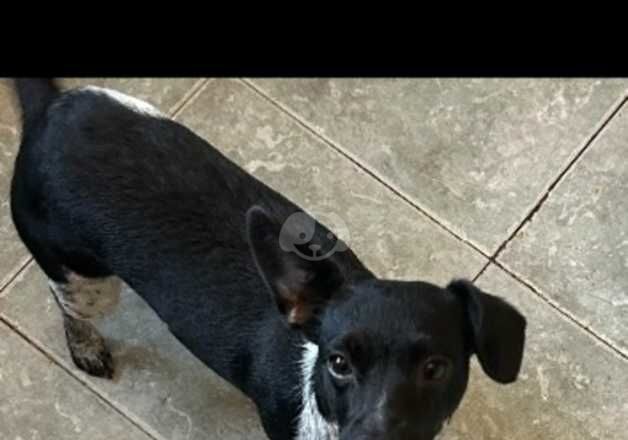 **Jack Russell ** for sale in Waterlooville, Hampshire