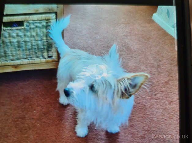 Jack russell for sale in Wigan, Greater Manchester - Image 2