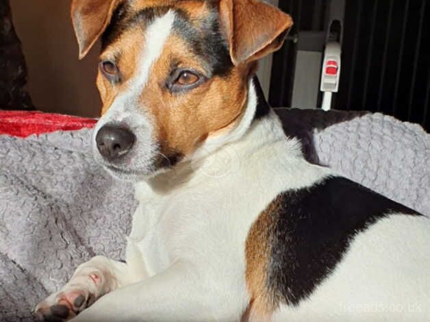 Jack Russell for sale in Witney, Oxfordshire - Image 2