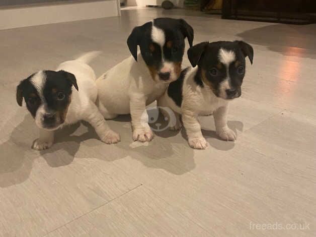 Jack Russell Puppies for sale in Oxfordshire