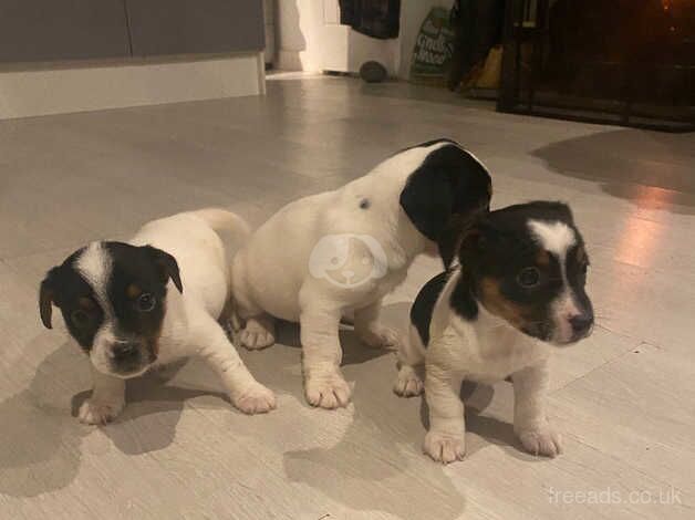 Jack Russell Puppies for sale