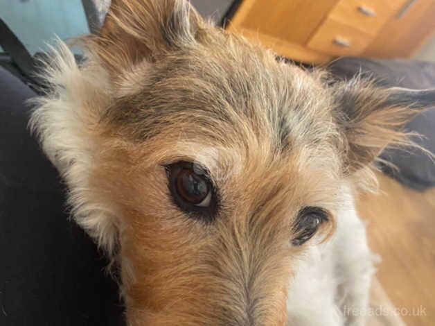 Jack Russell for sale in Wolverhampton, West Midlands