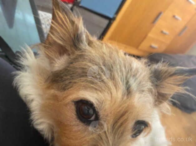 Jack Russell for sale in Wolverhampton, West Midlands