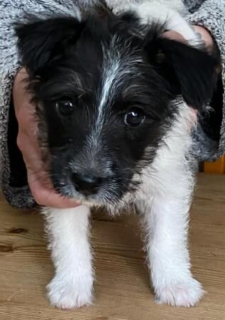 Jack Russell (Long haired) Puppies for sale in Leicester, Leicestershire - Image 1