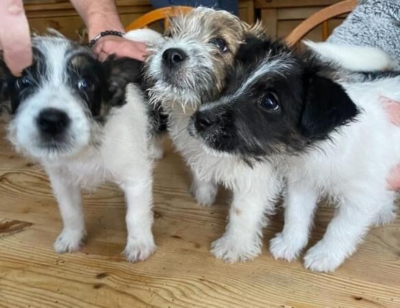 Jack Russell (Long haired) Puppies for sale in Leicester, Leicestershire - Image 2