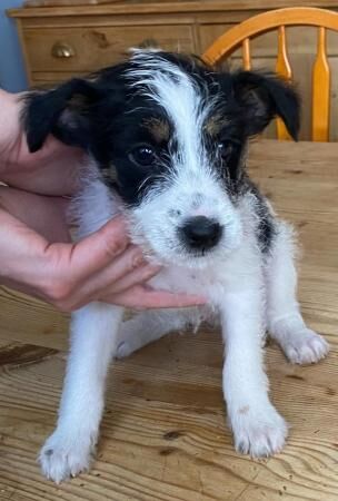 Jack Russell (Long haired) Puppies for sale in Leicester, Leicestershire - Image 3