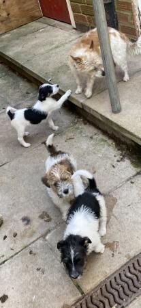 Jack Russell (Long haired) Puppies for sale in Leicester, Leicestershire - Image 4