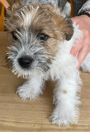 Jack Russell (Long haired) Puppies for sale in Leicester, Leicestershire - Image 5