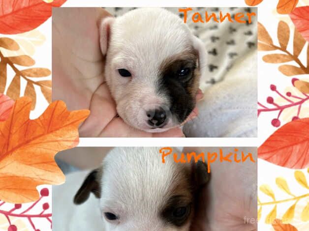 Jack Russell Long Legged Short Coat Pups for sale in Bristol, Bristol