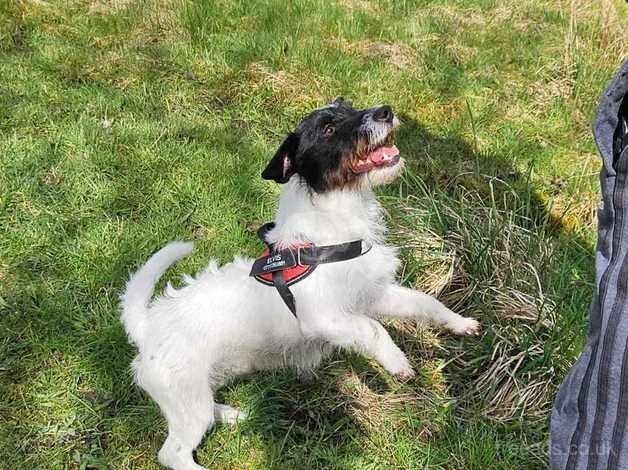 Jack Russell male 18 months old for sale in Leigh, Greater Manchester