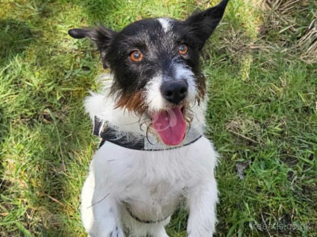 Jack Russell male 18 months old for sale in Leigh, Greater Manchester - Image 2