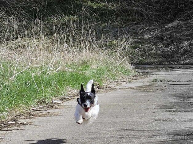 Jack Russell male 18 months old for sale in Leigh, Greater Manchester - Image 5