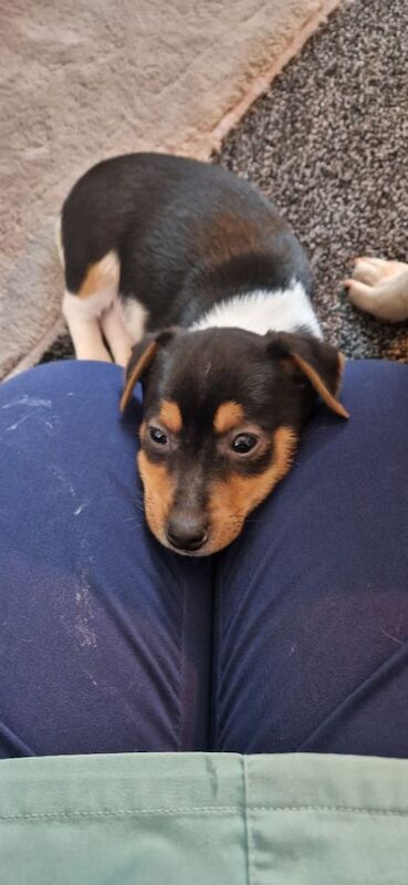 Jack russell male for sale in Dundee, Dundee City