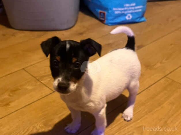 Jack Russell male pup for sale in Caernarfon, Gwynedd