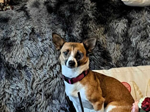 Jack russell / mixed for sale in Dundee, Dundee City