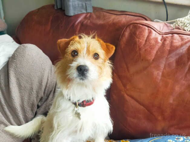 Jack Russell needs understanding experienced homehome for sale in Beguildy / Bugeildy, Powys