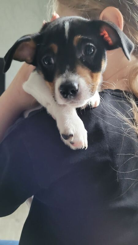 Jack Russell pup for sale in Glasgow, Glasgow City