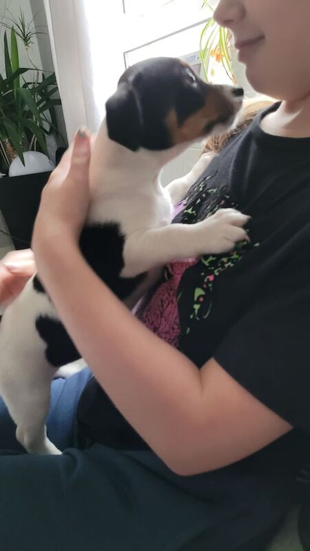 Jack Russell pup for sale in Glasgow, Glasgow City - Image 2