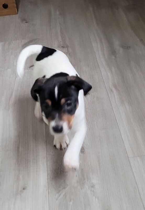 Jack Russell pup for sale in Glasgow, Glasgow City - Image 3