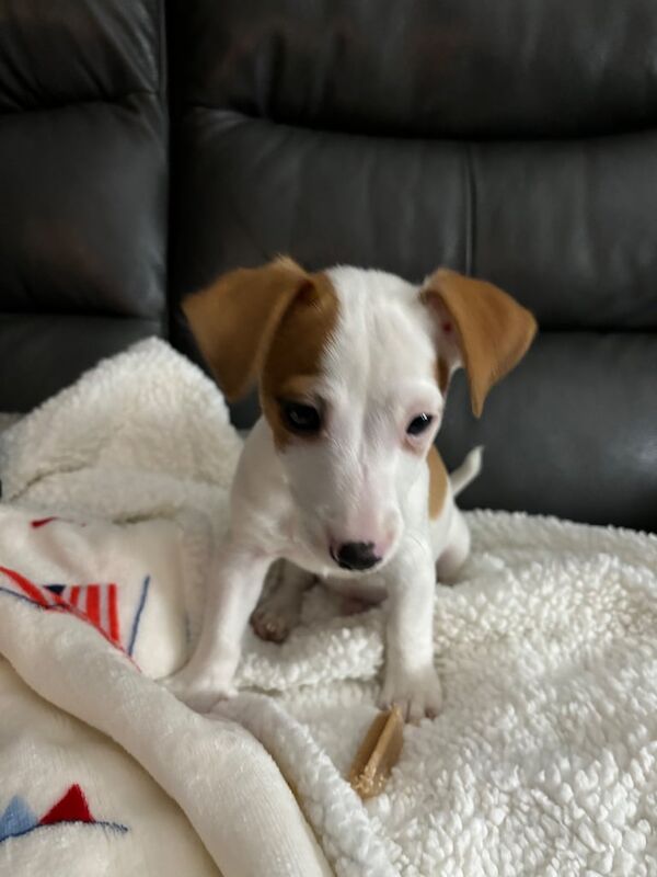 Jack Russell Pup. for sale in Stirling, Stirling and Falkirk