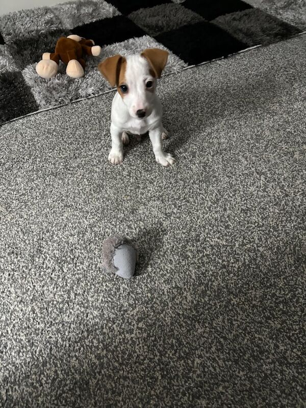 Jack Russell Pup. for sale in Stirling, Stirling and Falkirk - Image 2