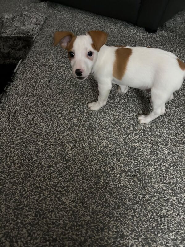 Jack Russell Pup. for sale in Stirling, Stirling and Falkirk - Image 3