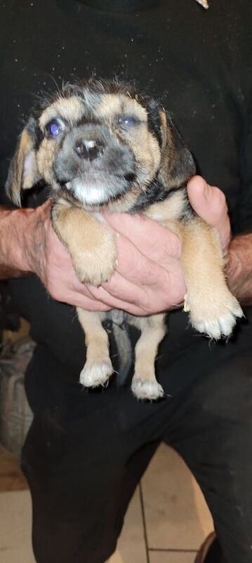 Jack Russell pup Cross Border terrier for sale in Werrington, Staffordshire