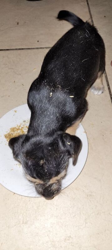 Jack Russell pup Cross Border terrier for sale in Werrington, Staffordshire - Image 2