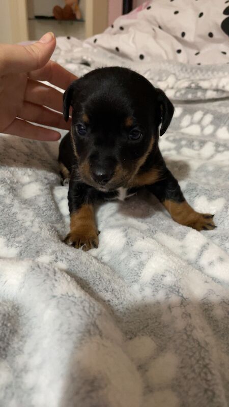 Jack Russell pup for sale in Glasgow, Glasgow City - Image 1