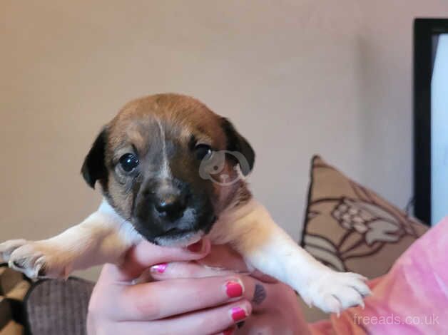 Jack russell pup for sale in Enniskillen, Fermanagh