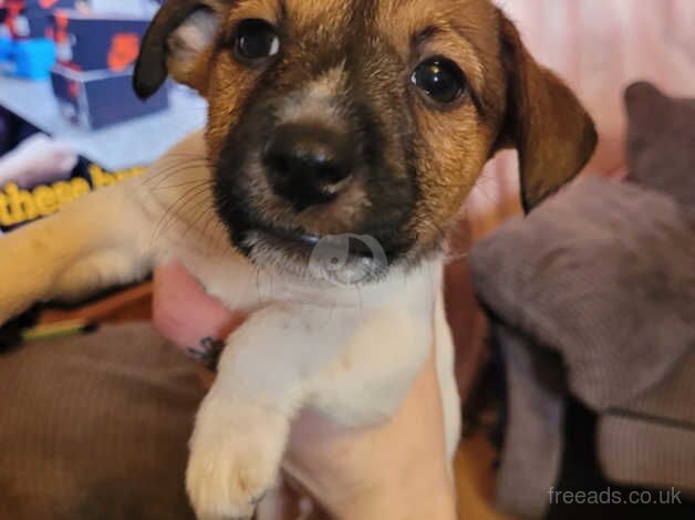 Jack russell pup for sale in Enniskillen, Fermanagh - Image 3