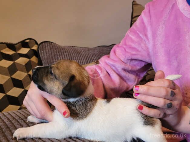 Jack russell pup for sale in Enniskillen, Fermanagh - Image 4