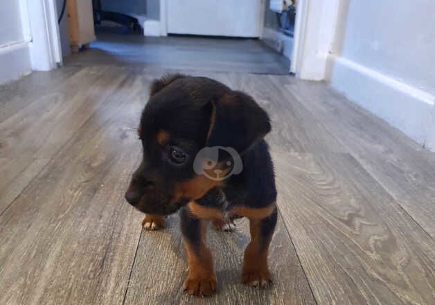 Jack russell pup for sale in Llanelli, Carmarthenshire - Image 4