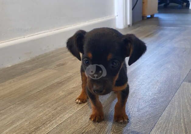 Jack russell pup for sale in Llanelli, Carmarthenshire - Image 5