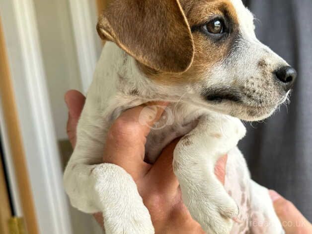 Jack russell pup for sale in Swanley, Gloucestershire - Image 5