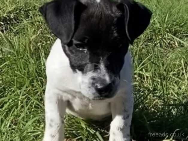 Jack russell pup for sale in Swanley, Gloucestershire