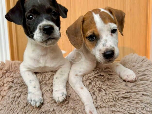 Jack russell pup for sale in Swanley, Kent