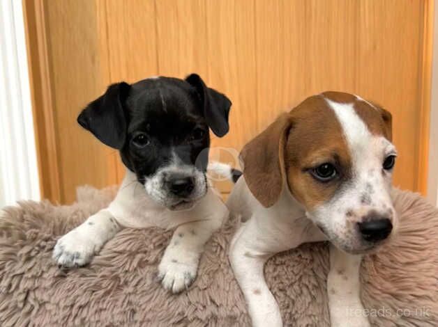 Jack Russells for sale in Swanley, Kent