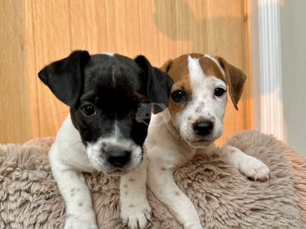 Jack Russell Puppies for sale in Kent