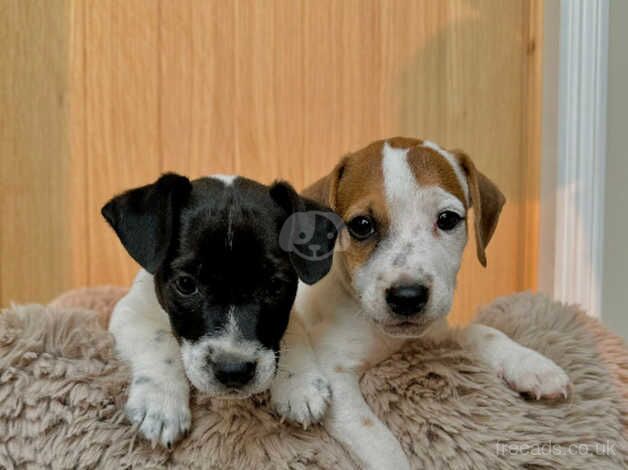 Jack Russell Puppies for sale